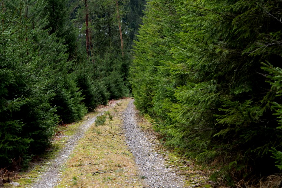 Track in Black Forest National Park Baiersbronn 2020-03-11 66