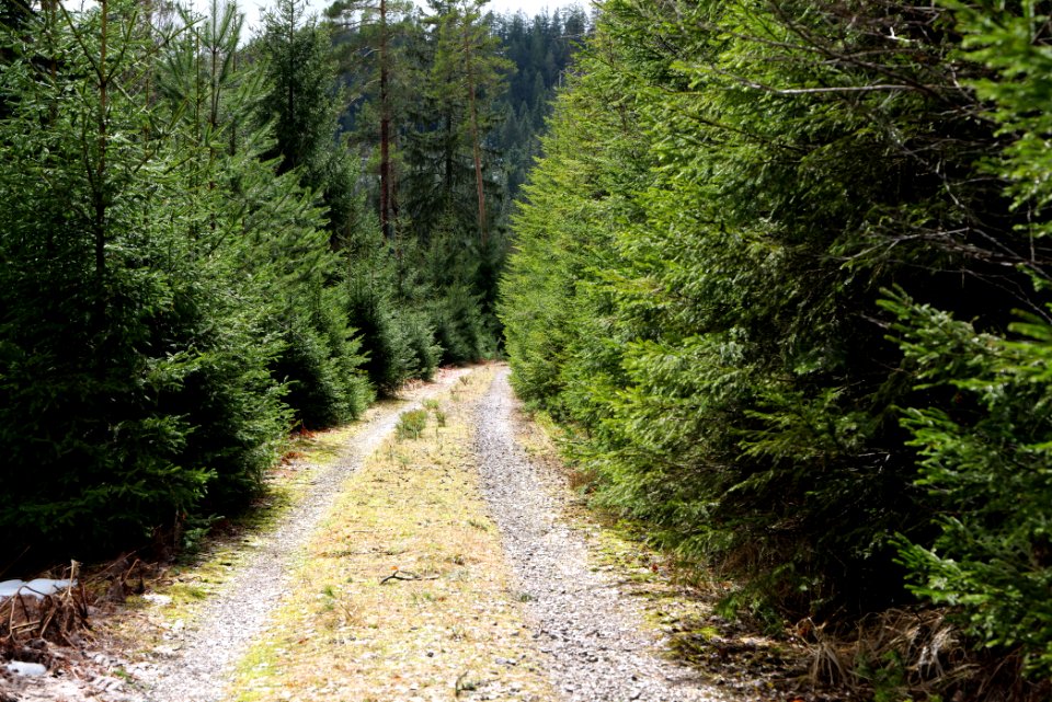 Track in Black Forest National Park Baiersbronn 2020-03-11 64