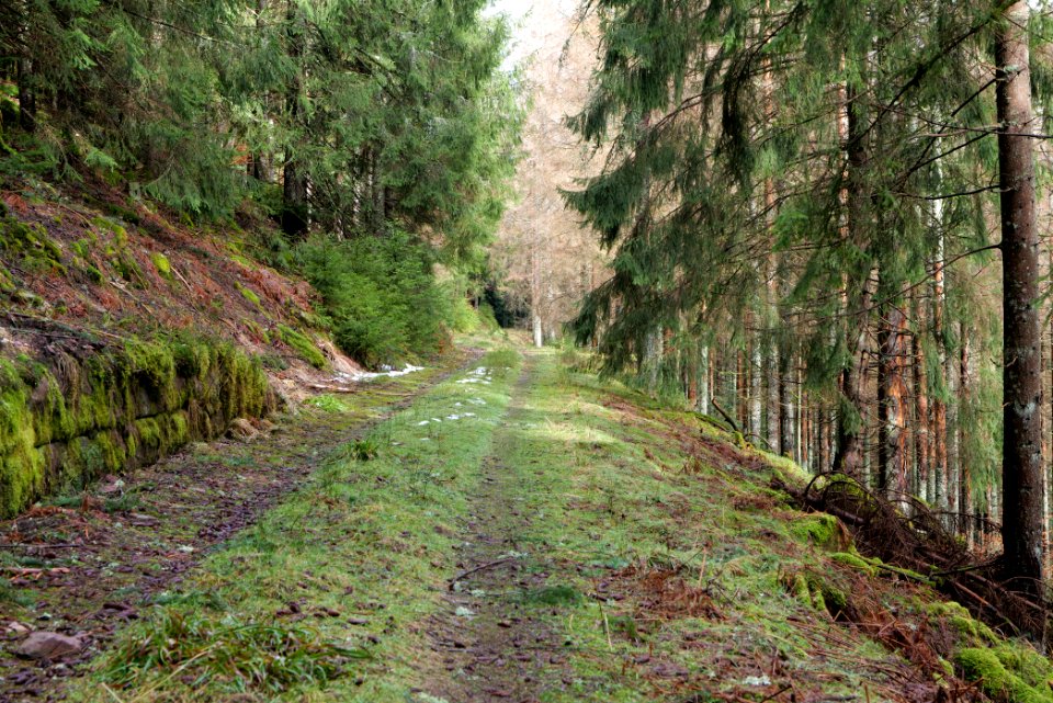 Track in Black Forest National Park Baiersbronn 2020-03-11 71