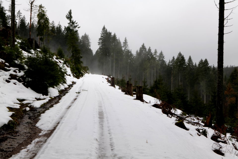 Track in Black Forest National Park Baiersbronn 2020-03-11 05