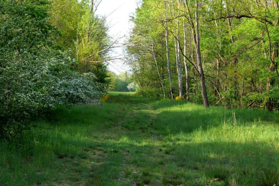 Track in Döberitzer Heide 2020-05-08 80