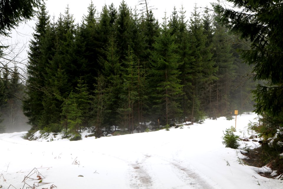 Track in Black Forest National Park Baiersbronn 2020-03-11 22