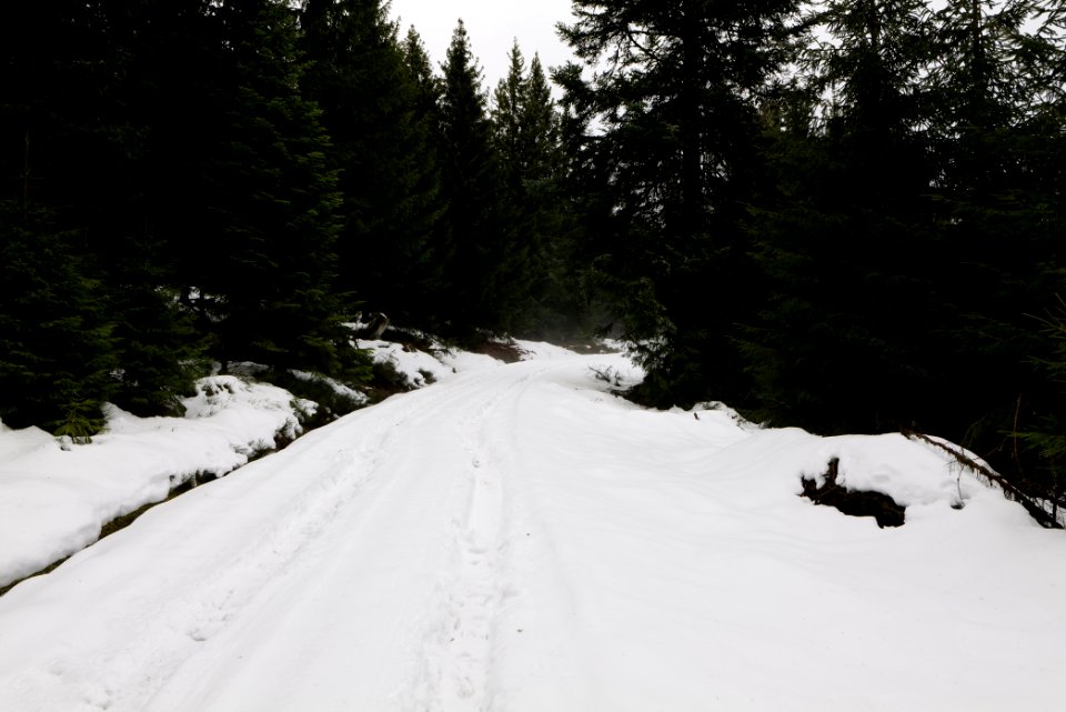 Track in Black Forest National Park Baiersbronn 2020-03-11 09
