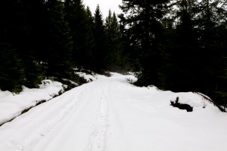 Track in Black Forest National Park Baiersbronn 2020-03-11 09