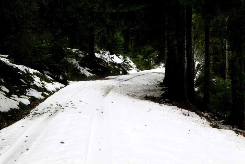 Track in Black Forest National Park Baiersbronn 2020-03-11 07