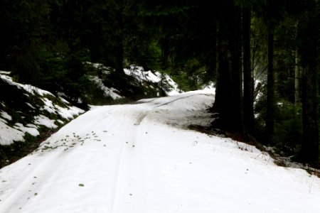 Track in Black Forest National Park Baiersbronn 2020-03-11 07