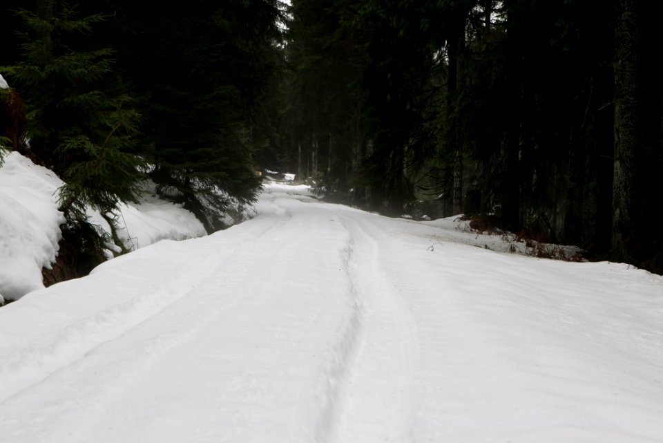 Track in Black Forest National Park Baiersbronn 2020-03-11 08