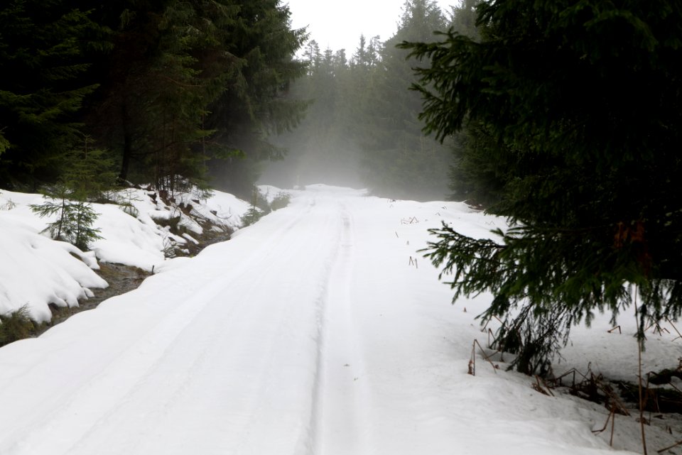 Track in Black Forest National Park Baiersbronn 2020-03-11 11