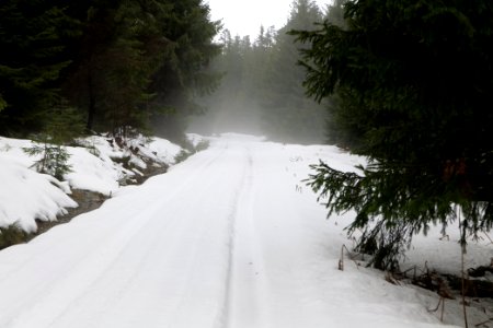 Track in Black Forest National Park Baiersbronn 2020-03-11 11