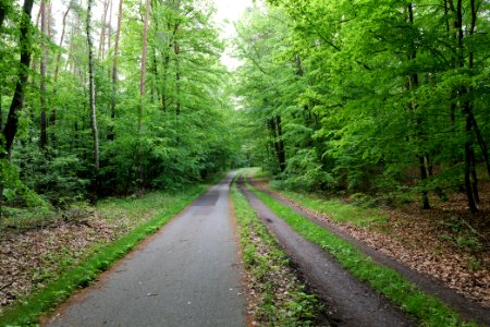 Track from Fürstenberg to Himmelpfort 2021-05-29 22
