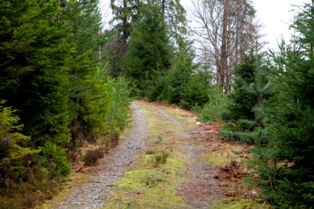 Track in Black Forest National Park Baiersbronn 2020-03-11 60