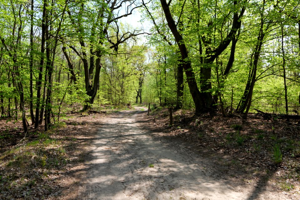 Track in Döberitzer Heide 2020-05-08 103