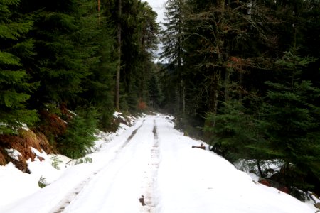 Track in Black Forest National Park Baiersbronn 2020-03-11 39