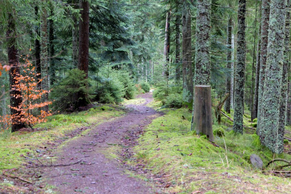 Track in Black Forest National Park Baiersbronn 2020-03-11 74