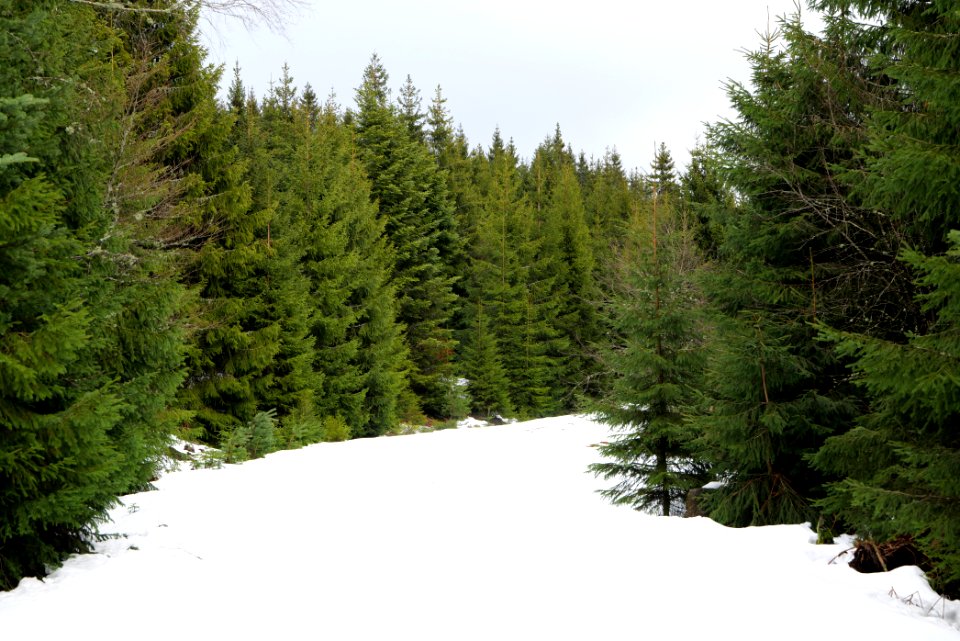Track in Black Forest National Park Baiersbronn 2020-03-11 31