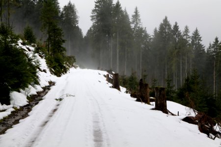 Track in Black Forest National Park Baiersbronn 2020-03-11 04