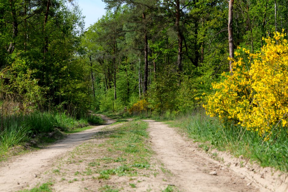 Track in Döberitzer Heide 2020-05-08 88