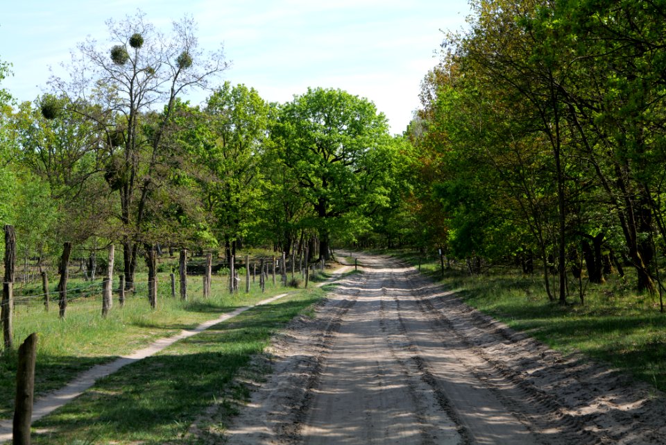 Track in Döberitzer Heide Ferbitzer Bruch 2020-05-08 02