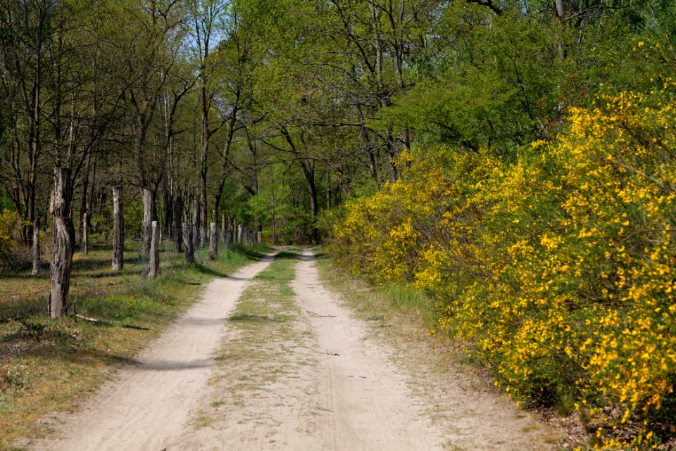 Track in Döberitzer Heide 2020-05-08 100