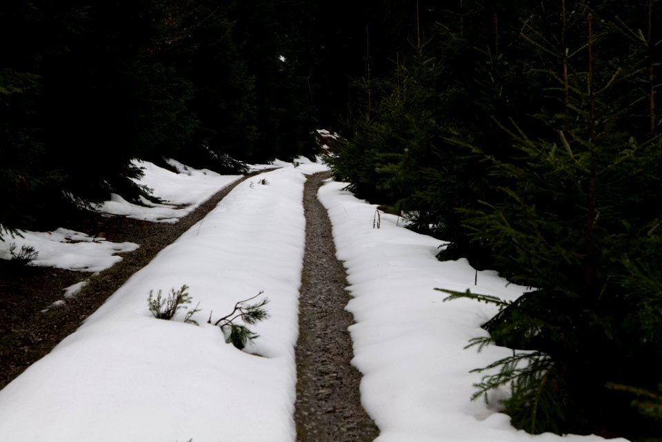 Track in Black Forest National Park Baiersbronn 2020-03-11 67