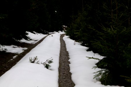 Track in Black Forest National Park Baiersbronn 2020-03-11 67