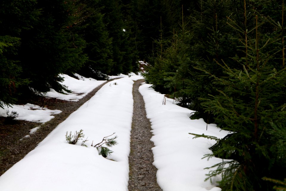 Track in Black Forest National Park Baiersbronn 2020-03-11 68
