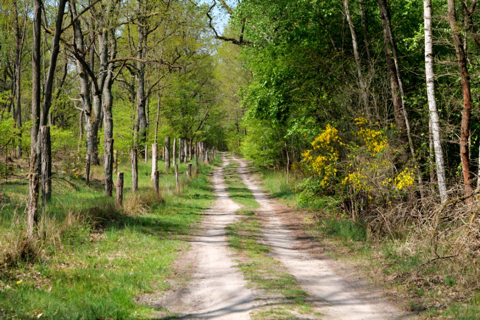 Track in Döberitzer Heide 2020-05-08 101