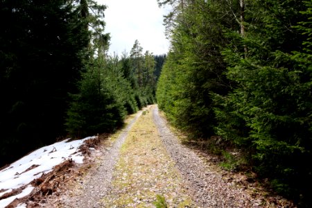 Track in Black Forest National Park Baiersbronn 2020-03-11 65