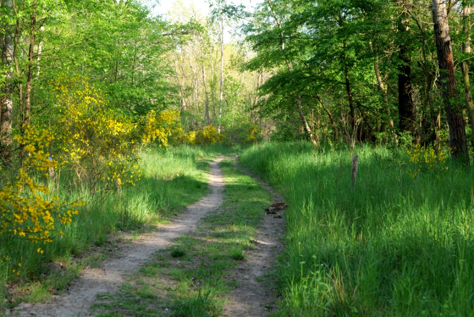 Track in Döberitzer Heide 2020-05-08 82