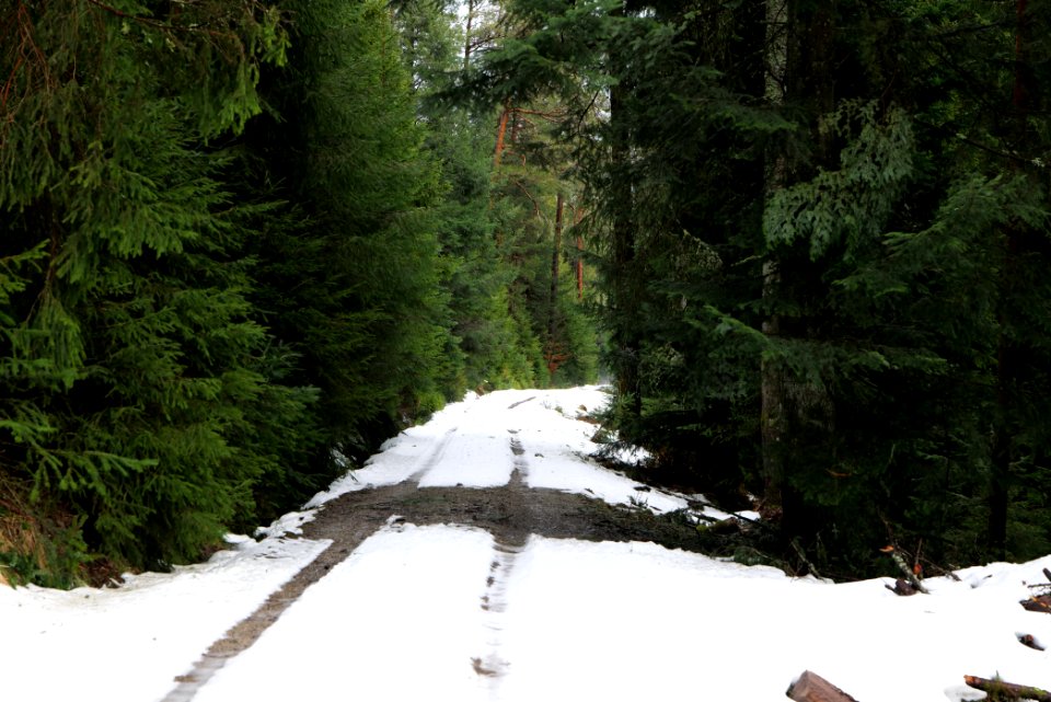 Track in Black Forest National Park Baiersbronn 2020-03-11 38