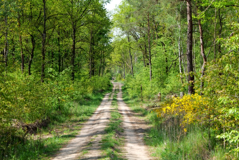 Track in Döberitzer Heide 2020-05-08 90
