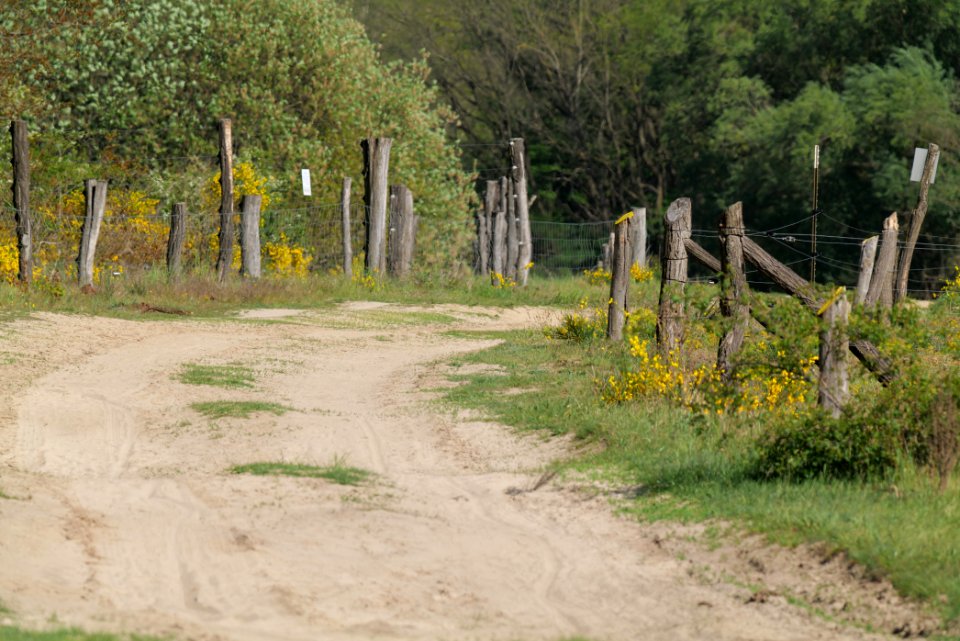 Track in Döberitzer Heide Ferbitzer Bruch 2020-05-08 23
