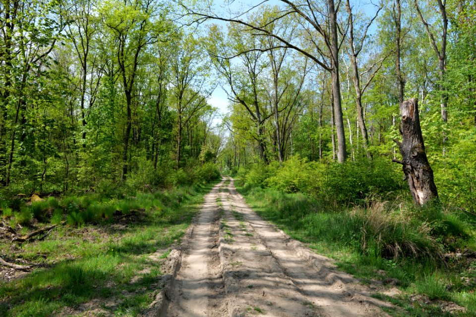 Track in Döberitzer Heide 2020-05-08 93