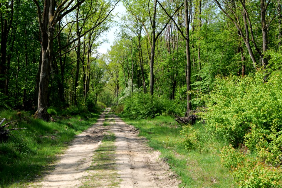 Track in Döberitzer Heide 2020-05-08 96