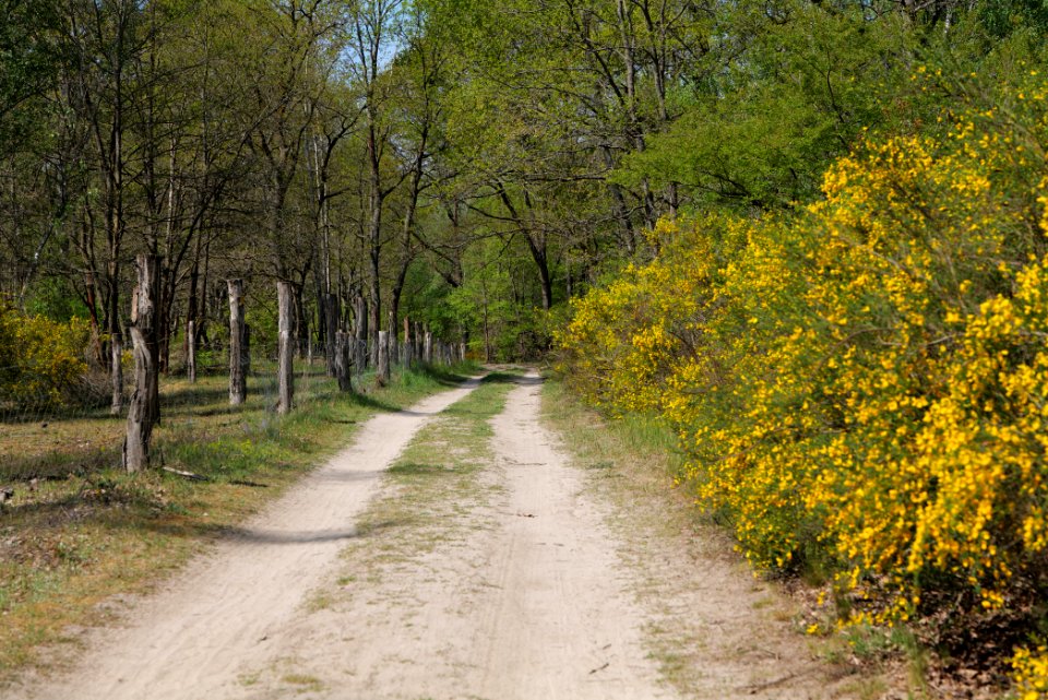 Track in Döberitzer Heide 2020-05-08 99