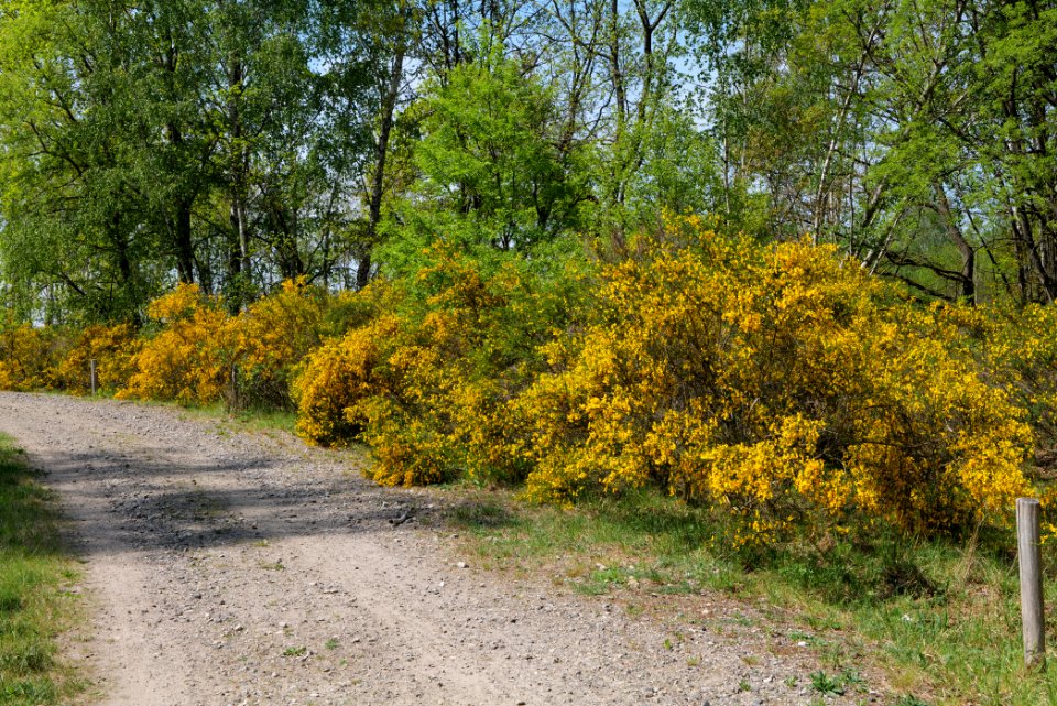 Track in Döberitzer Heide 2020-05-08 29