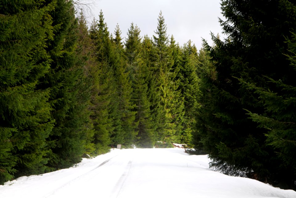 Track in Black Forest National Park Baiersbronn 2020-03-11 35