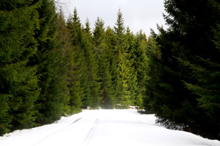Track in Black Forest National Park Baiersbronn 2020-03-11 35