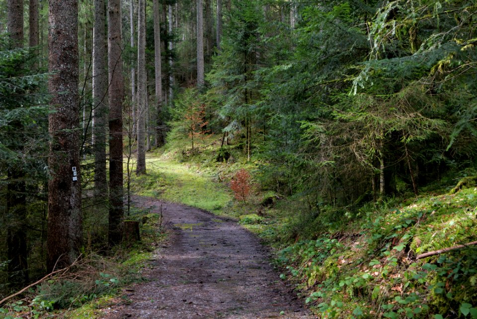 Trail along Sankenbach 2020-03-12 06