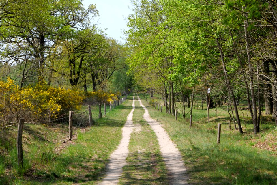 Track in Döberitzer Heide 2020-05-08 19