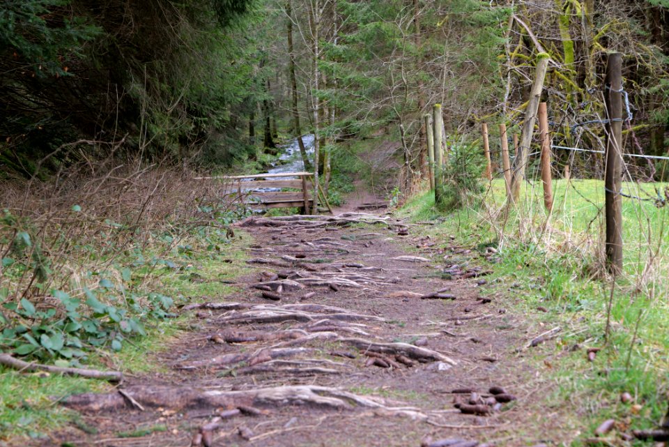 Trail along Sankenbach 2020-03-12 11