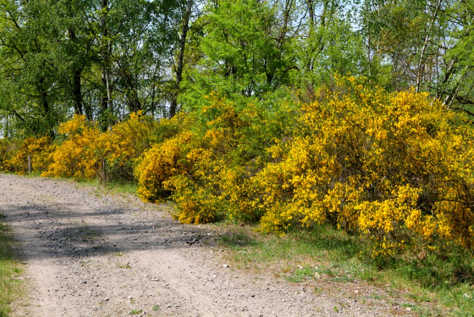 Track in Döberitzer Heide 2020-05-08 30
