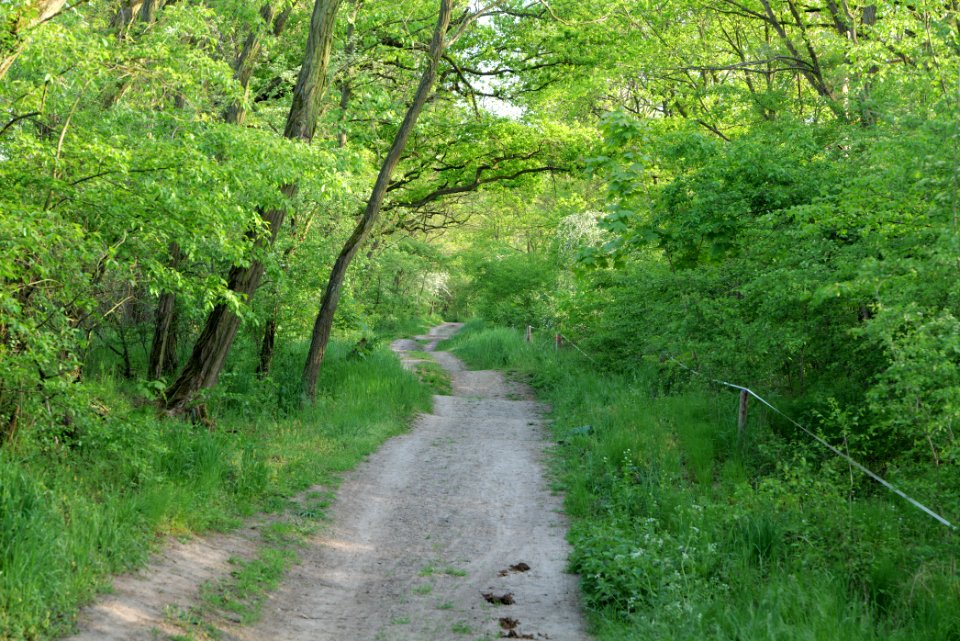 Track in Döberitzer Heide 2020-05-08 86