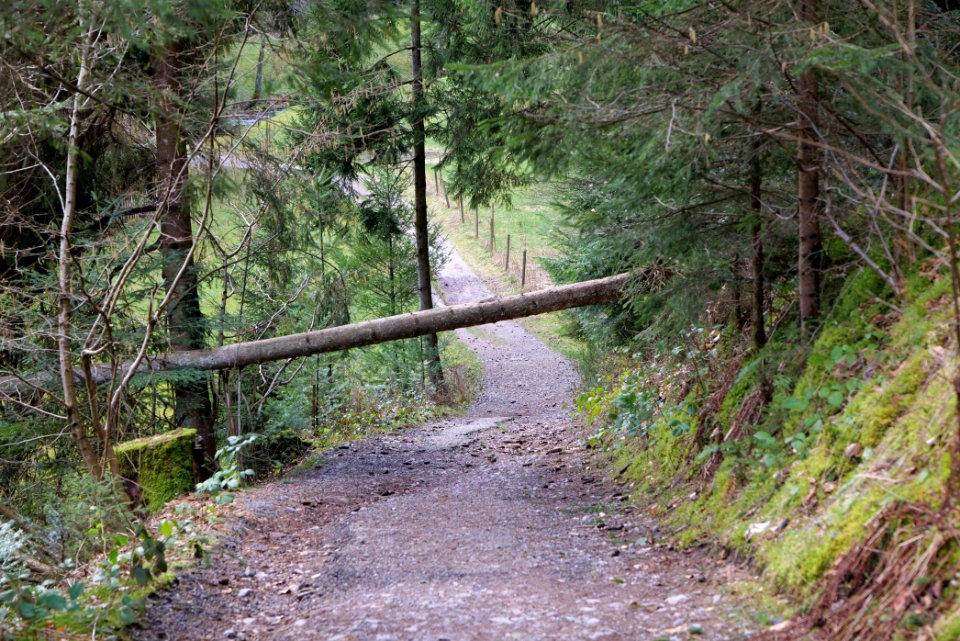 Trail along Sankenbach 2020-03-12 10