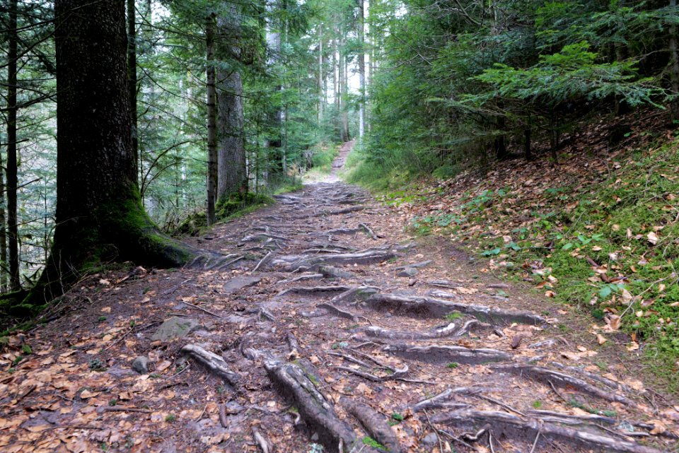 Trail along Sankenbach 2020-03-12 16