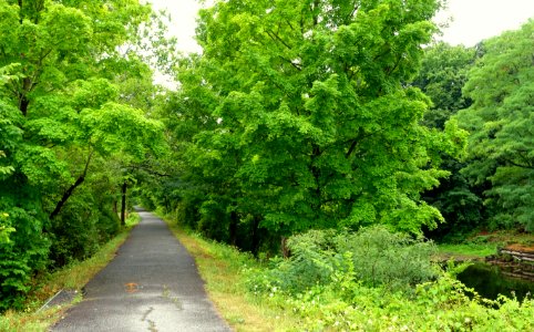 Trail - Windsor Locks Canal State Park Trail - Suffield, Connecticut - DSC04331