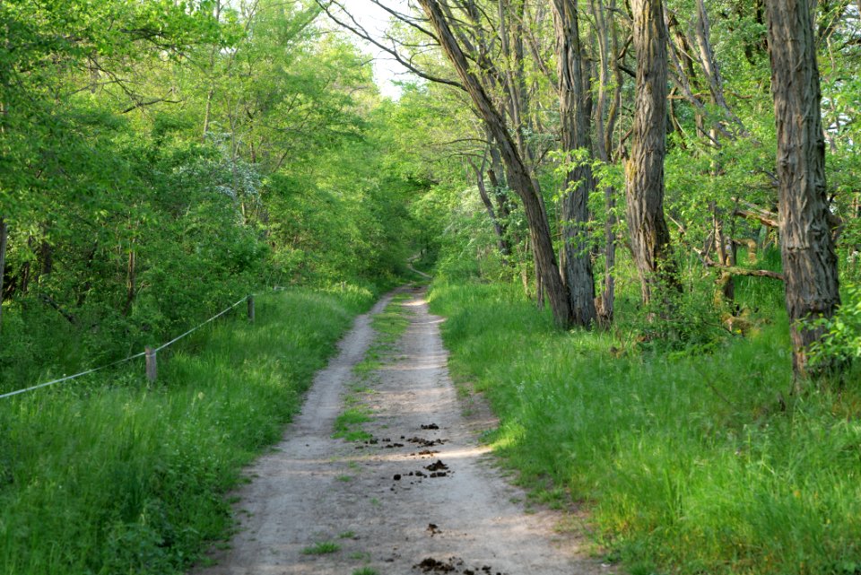 Track in Döberitzer Heide 2020-05-08 85