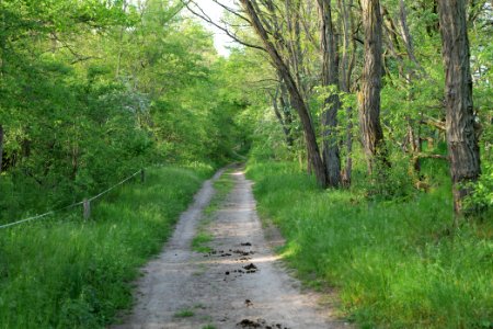 Track in Döberitzer Heide 2020-05-08 85