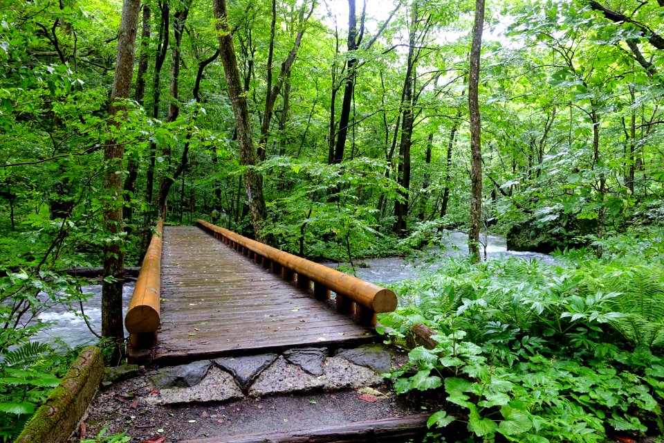 Trail - Oirase Mountain Stream - Towada, Aomori - DSC01122