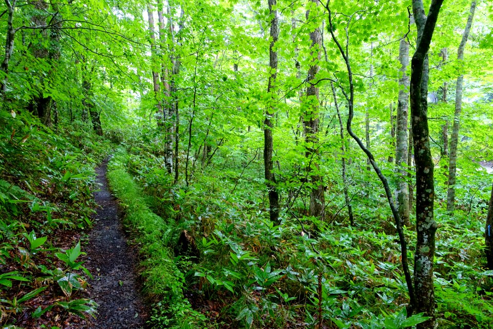 Trail - Oirase Mountain Stream - Towada, Aomori - DSC00925